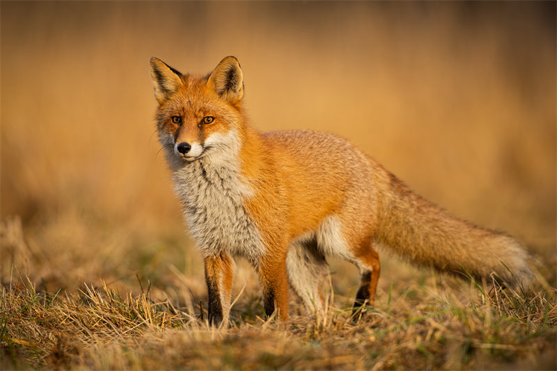 Fox Photo Bakcground - Wallpaper - Wild Nature  -  Png/PSD/JPG/ Free Download