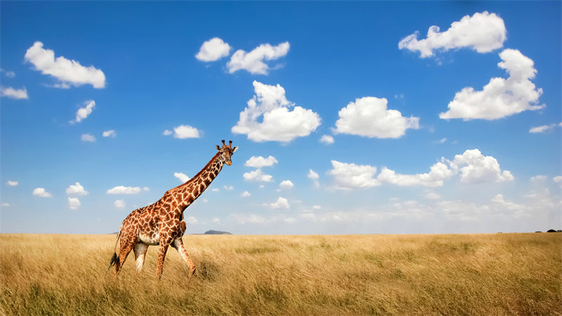 Giraffe Background Photo - Wallpaper - Wildlife Elephant Landscape  PSD/JPG/ Free Download