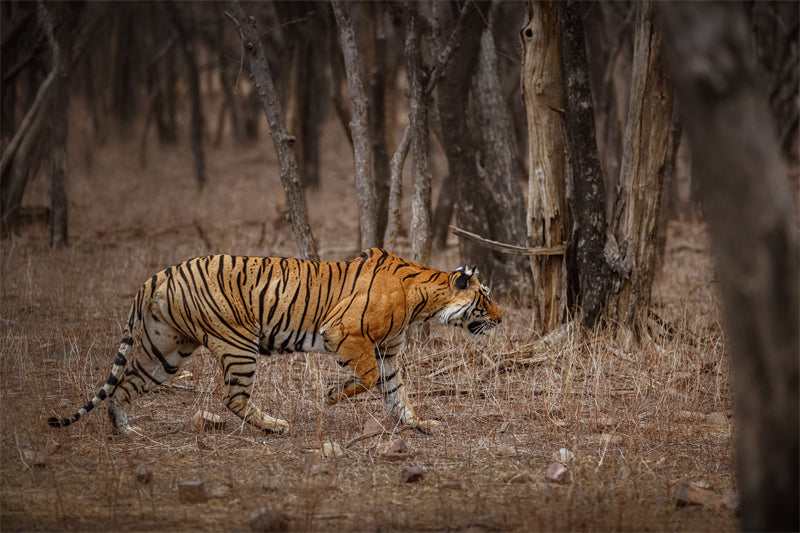 Fond d'écran Tigre - Photo d'arrière-plan - Gros plan - Portrait animalier - Téléchargement gratuit au format Png/PSD/JPG