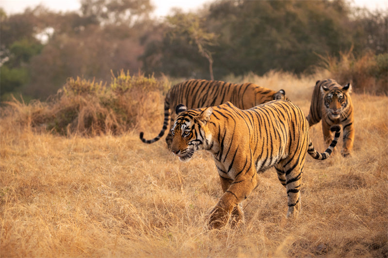 Fond d'écran Tigre - Photo d'arrière-plan - Gros plan - Portrait animalier - Téléchargement gratuit au format Png/PSD/JPG