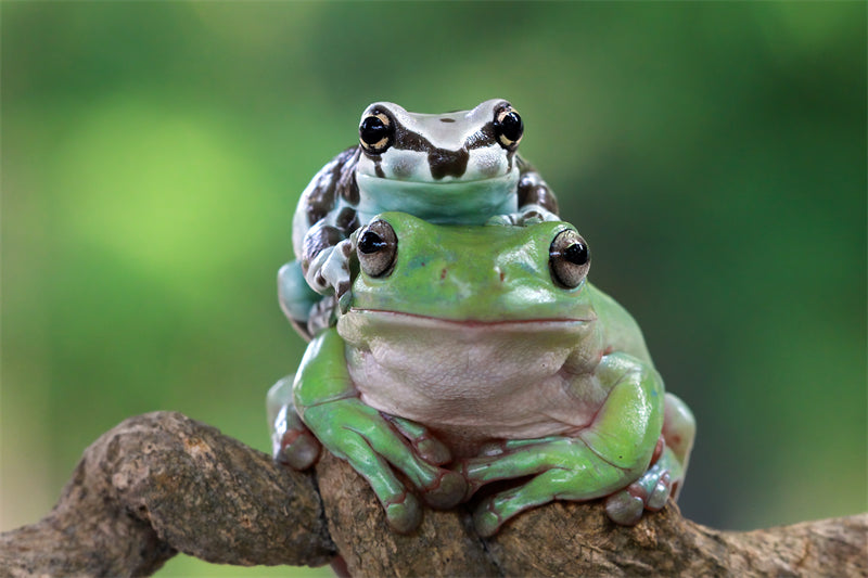 Photo de fond d'écran de grenouille dans la jungle - Paysage animalier avec éléphants - Téléchargement gratuit (PSD/JPG)