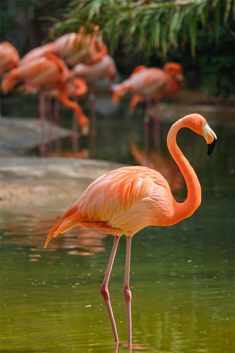 Fond d'écran photo de flamant rose - Paysage animalier avec éléphants - Téléchargement gratuit (PSD/JPG)