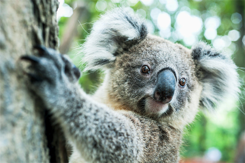 Koala Wallpaper Background - Photo - Wildlife - Png/PSD/JPG/ Free Download