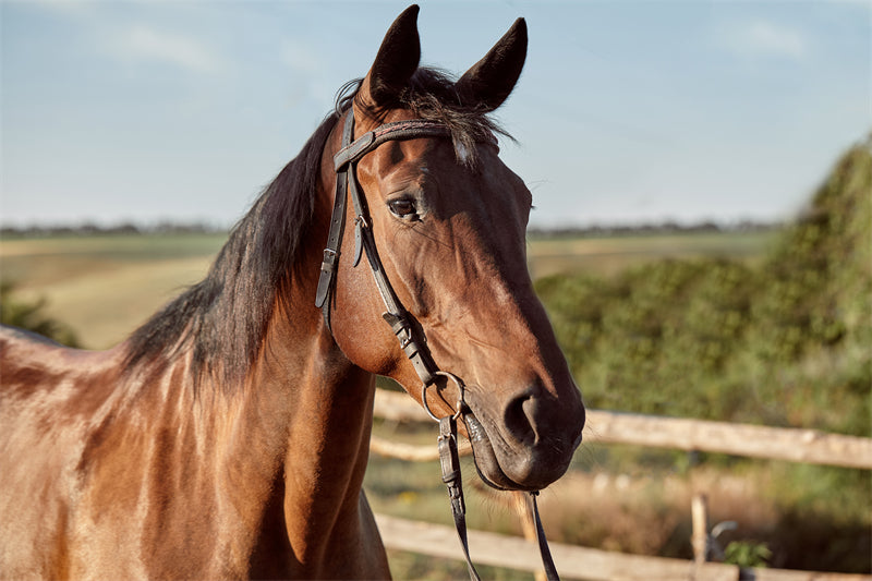 Beautiful Brown Horse - Galloping Horse Closeup - Wallpaper - ISOLATED -  - Wild Nature  -  Png/PSD/JPG/ Free Download