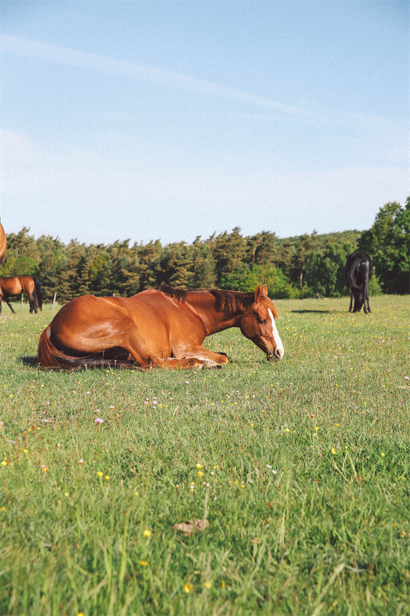 Beautiful Brown Horse - Galloping Horse Closeup - Wallpaper - ISOLATED -  - Wild Nature  -  Png/PSD/JPG/ Free Download