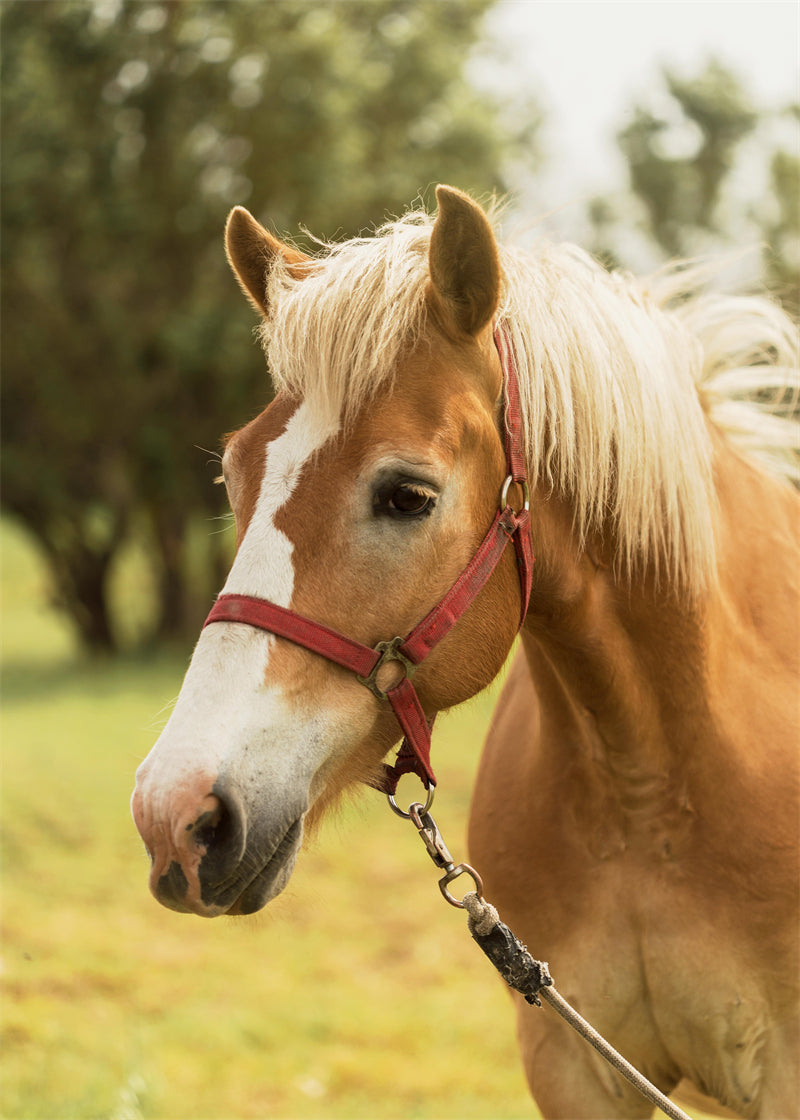 Beautiful Brown Horse - Galloping Horse Closeup - Wallpaper - ISOLATED -  - Wild Nature  -  Png/PSD/JPG/ Free Download