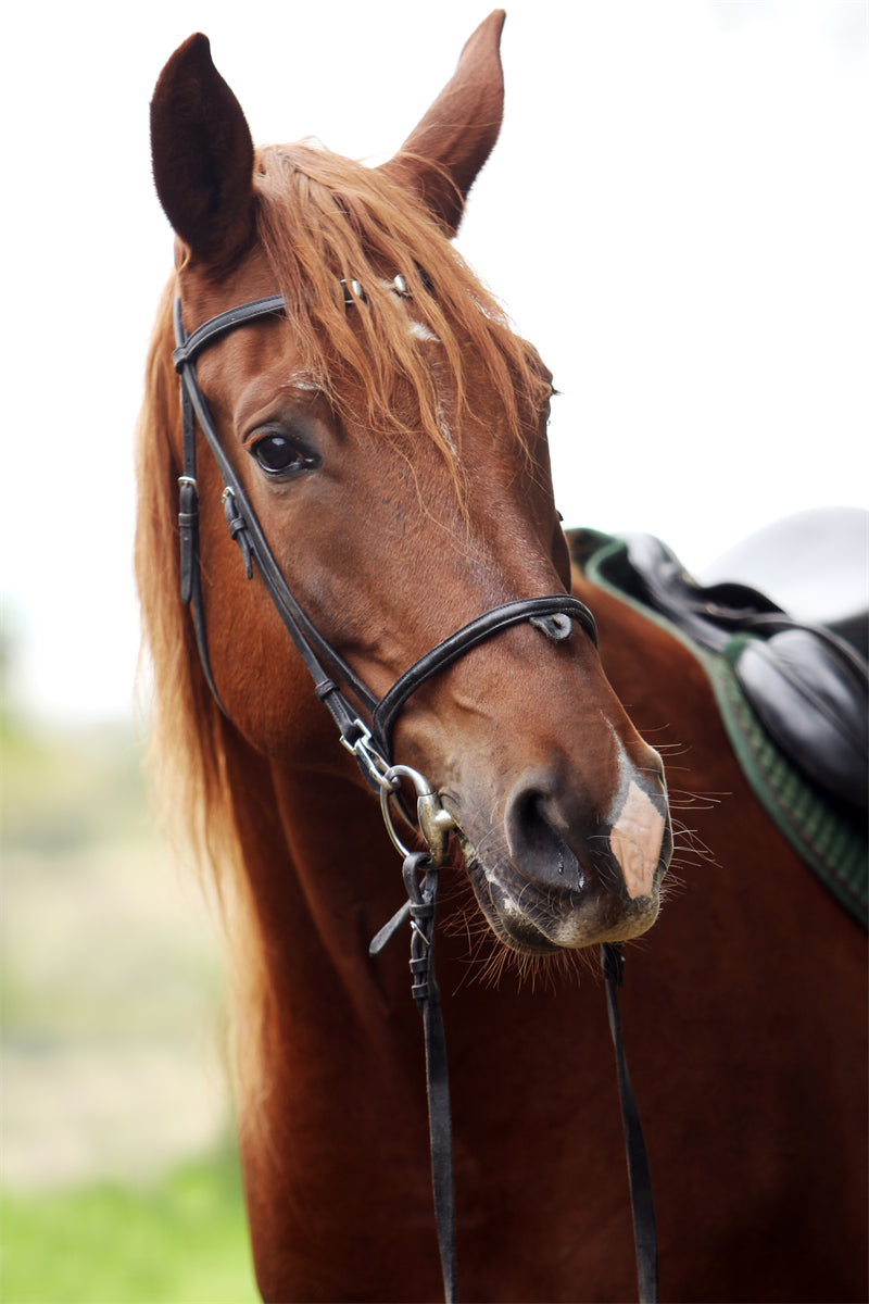 Beautiful Brown Horse - Galloping Horse Closeup - Wallpaper - ISOLATED -  - Wild Nature  -  Png/PSD/JPG/ Free Download