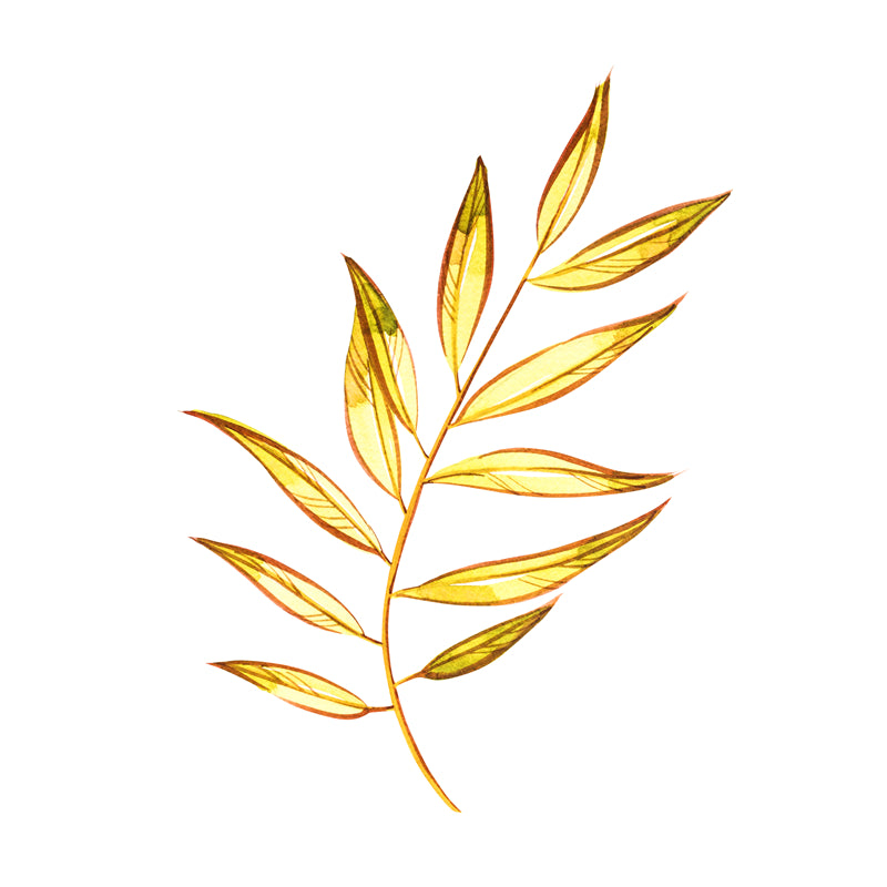 Texture de feuille dessinée à la main - Illustration - Conception de logo - Boules aux yeux flamboyants