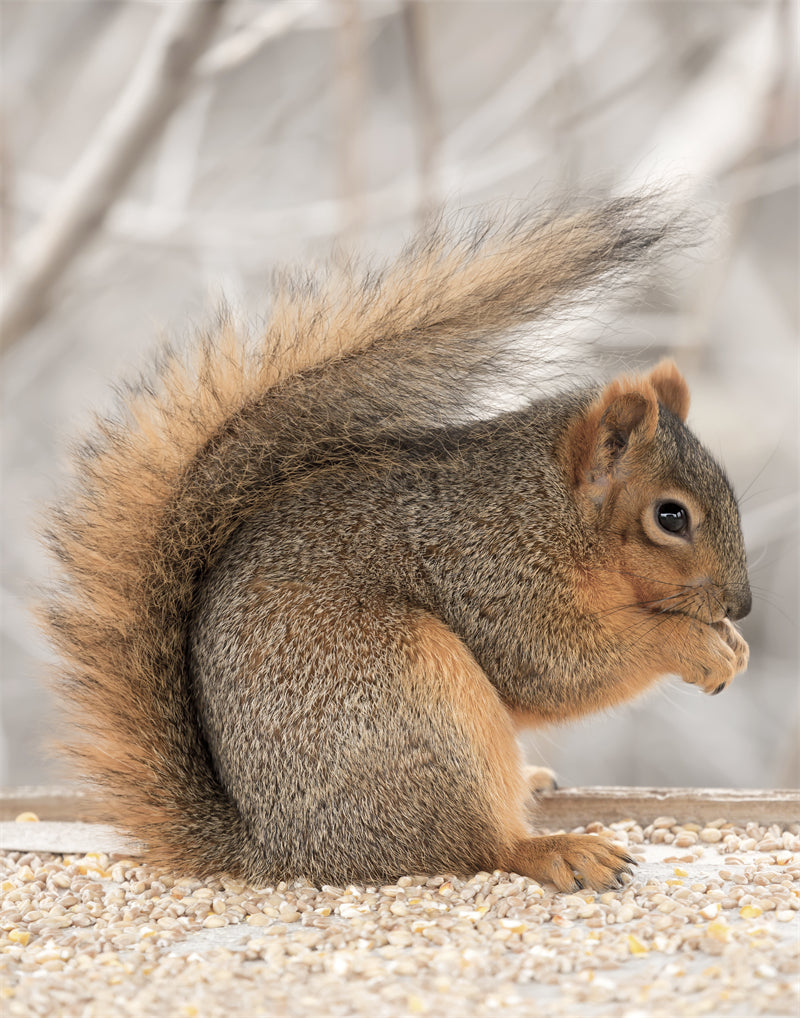 Squirrel photo- Wallpaper Background - Closeup - Portrait wildlife    -  Png/PSD/JPG/ Free Download
