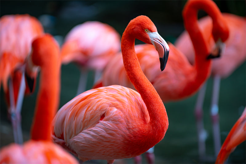 Fond d'écran photo de flamant rose - Paysage animalier avec éléphants - Téléchargement gratuit (PSD/JPG)