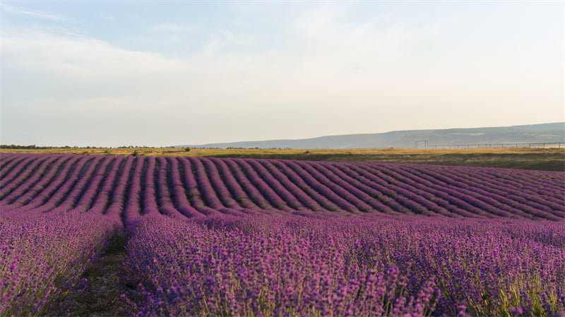 Photo Country Side Landscape - France - Blooming Violet field - valley - Png/PSD/JPG/ Free Download
