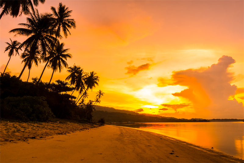 Seaside sunset at dawn - Palms tree silhouette -  Poster design background nature landscape - Png/PSD/JPG/ Free Download 