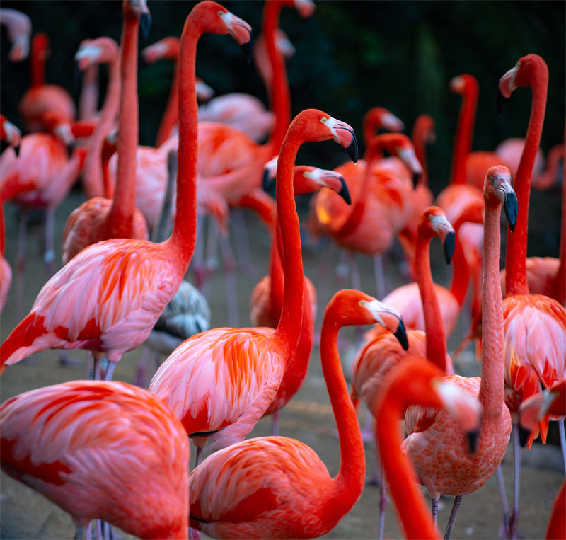 Fond d'écran photo de flamant rose - Paysage animalier avec éléphants - Téléchargement gratuit (PSD/JPG)