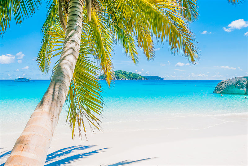 Paysage de bord de mer - Plage des Maldives avec palmiers - Plage tropicale des Caraïbes - Téléchargement gratuit en PNG/PSD/JPG