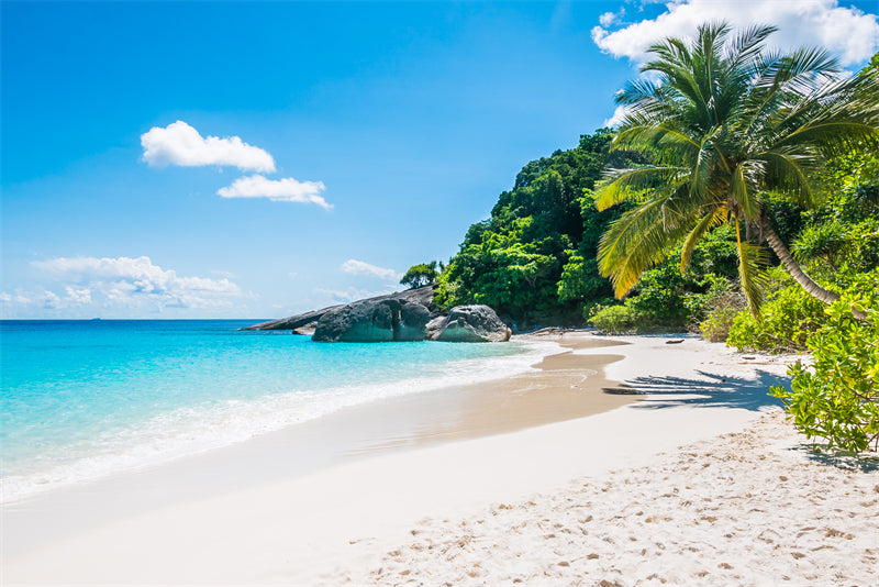Paysage de bord de mer - Plage des Maldives avec palmiers - Plage tropicale des Caraïbes - Téléchargement gratuit en PNG/PSD/JPG