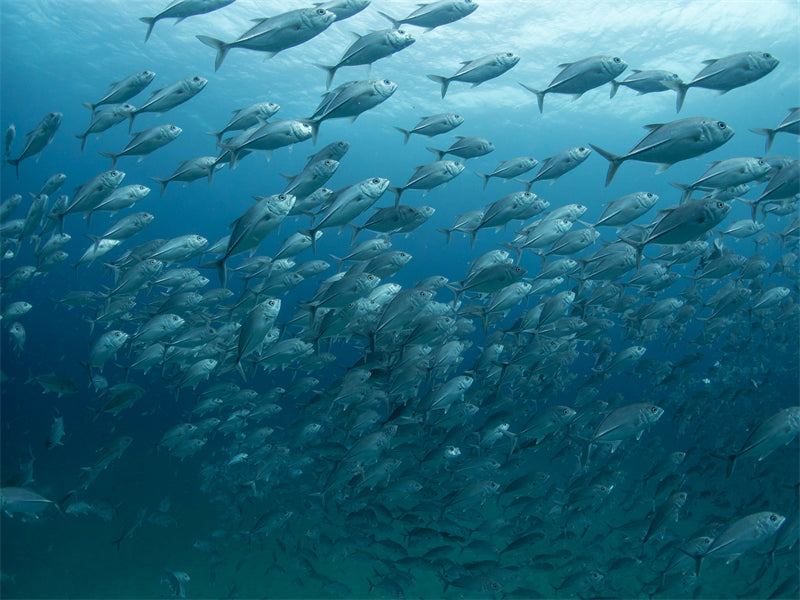 Groupe de poissons océaniens - Paysage sous-marin - Poissons océaniens du Pacifique - Téléchargement gratuit (PNG/PSD/JPG)