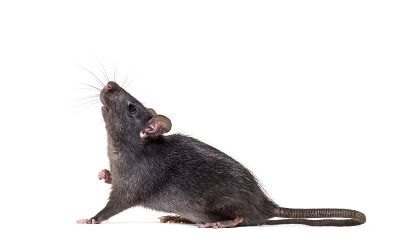 Fond d'écran Rat - Gros plan d'une souris - Téléchargement gratuit en format PNG/PSD/JPG