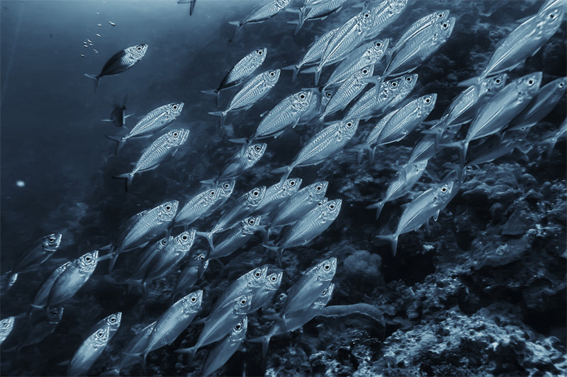 Groupe de poissons océaniens - Paysage sous-marin - Poissons océaniens du Pacifique - Téléchargement gratuit (PNG/PSD/JPG)