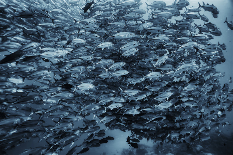 Groupe de poissons océaniens - Paysage sous-marin - Poissons océaniens du Pacifique - Téléchargement gratuit (PNG/PSD/JPG)