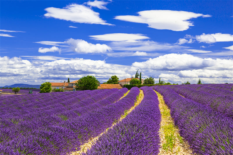 Photo Country Side Landscape - France - Blooming Violet field - valley - Png/PSD/JPG/ Free Download