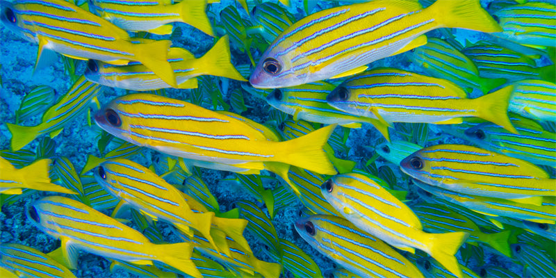 Groupe de poissons océaniens - Paysage sous-marin - Poissons océaniens du Pacifique - Téléchargement gratuit (PNG/PSD/JPG)