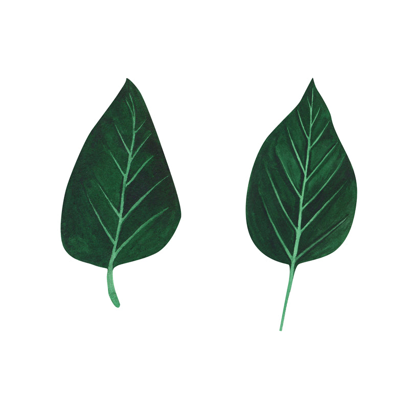 Feuille aquarelle dessinée à la main – Éléments de logo – Vecteur