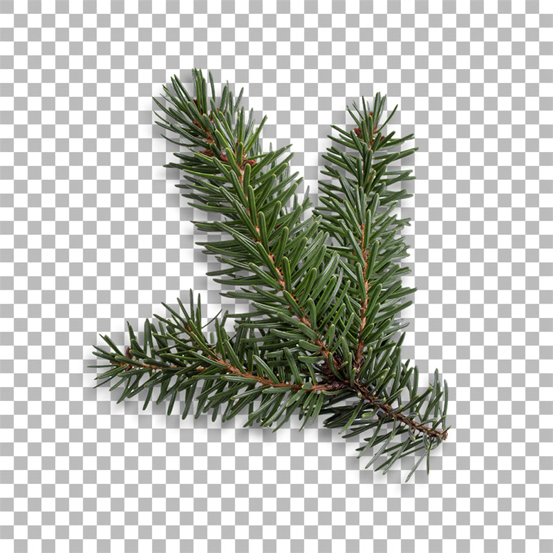 Illustration de branches de sapin de Noël et de pommes de pin - Vecteur - Téléchargement gratuit au format Png/PSD/JPG
