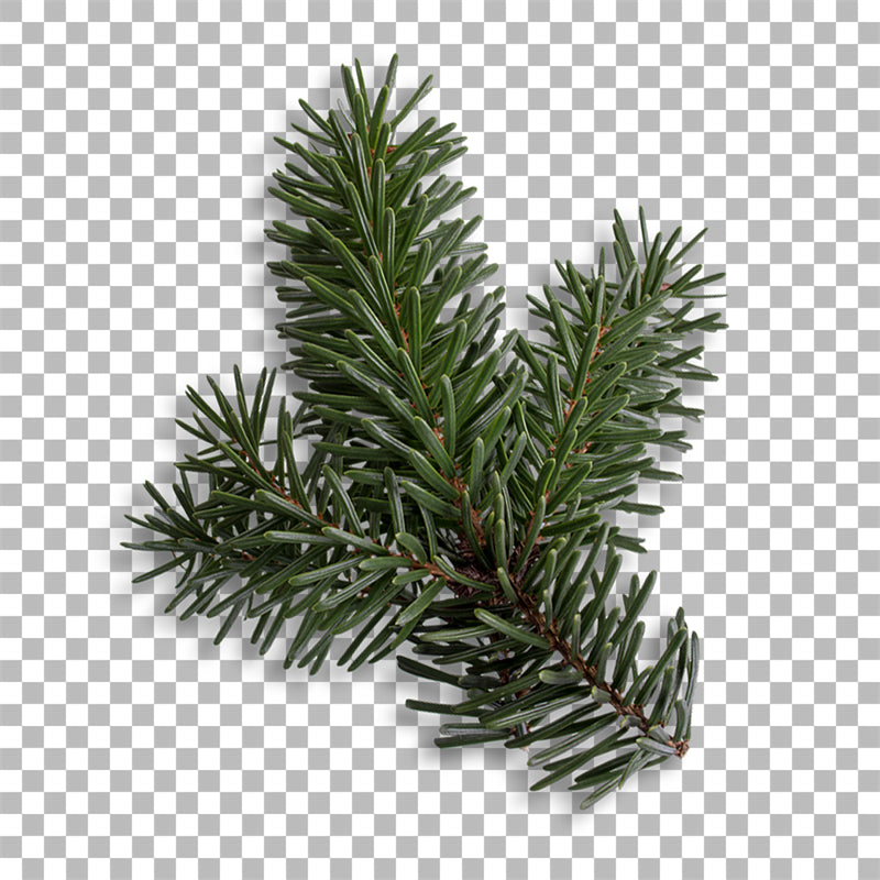Illustration de branches de sapin de Noël et de pommes de pin - Vecteur - Téléchargement gratuit au format Png/PSD/JPG