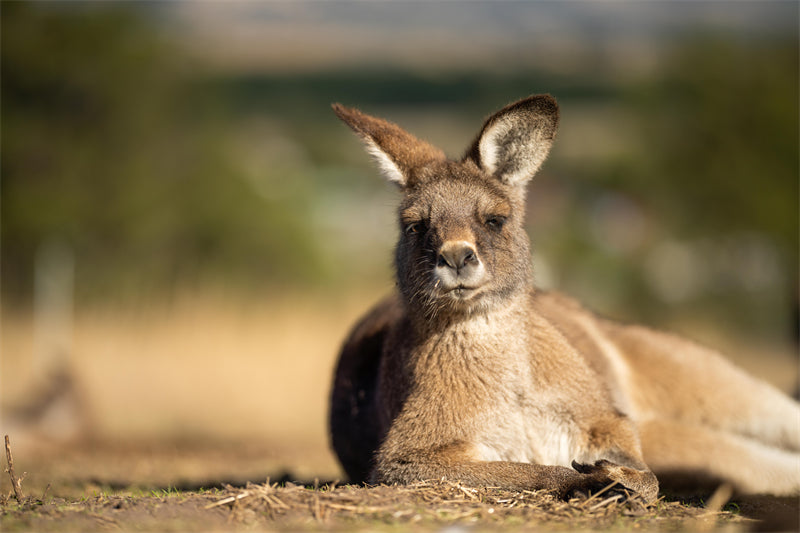 Kangaroo Background Photo - Wallpaper - Wildlife Elephant Landscape PSD/JPG/ Free Download