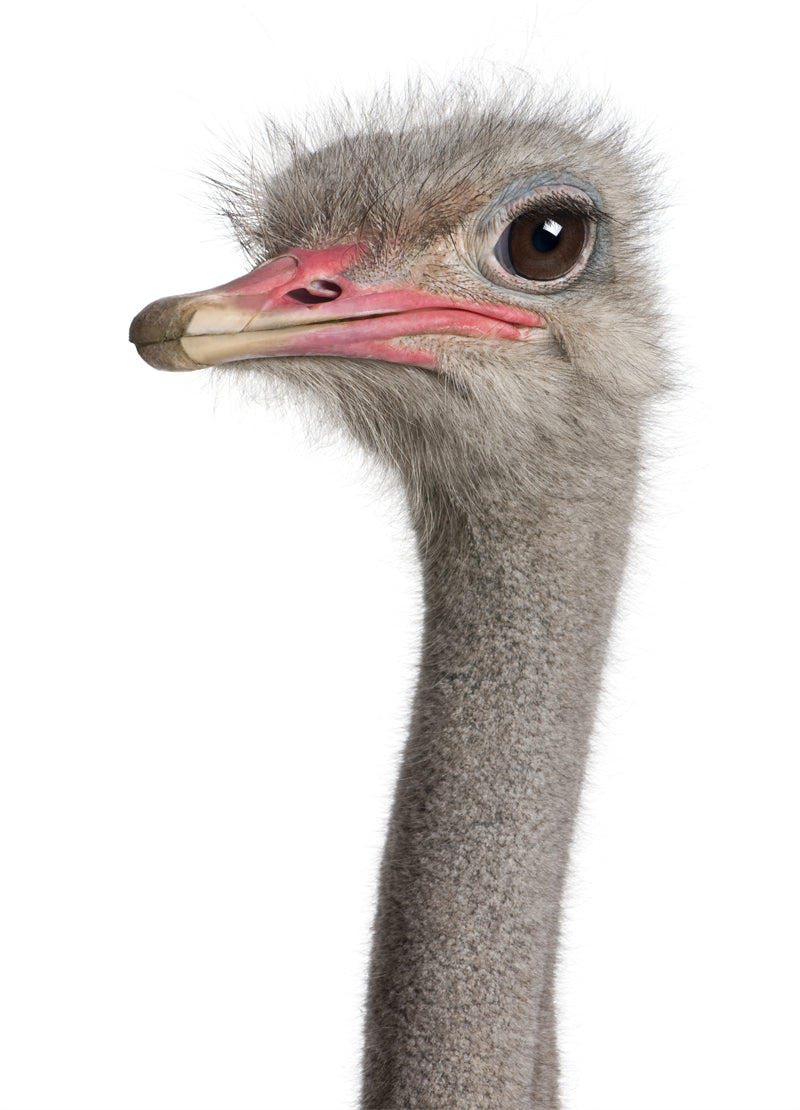Ostrich Photo - Wallpaper closeup  -  Png/PSD/JPG/ Free Download