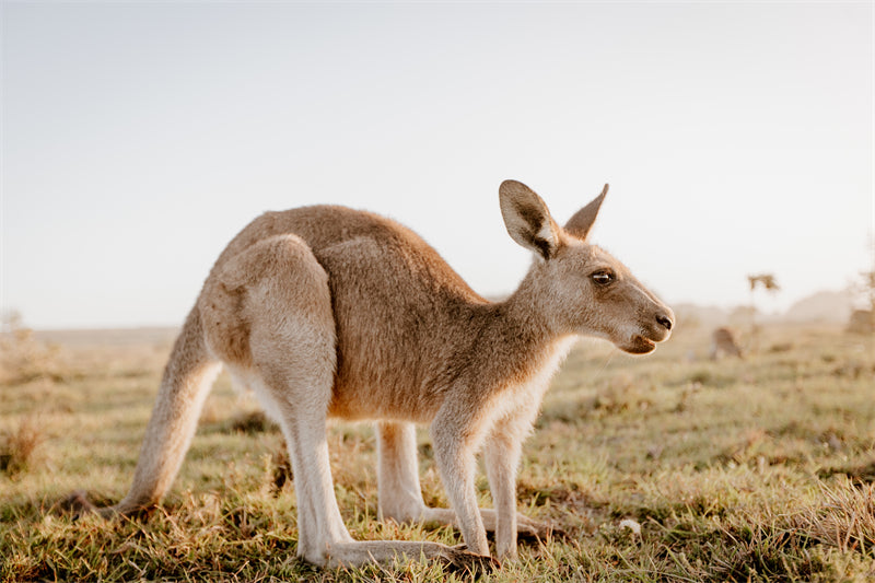 Kangaroo Background Photo - Wallpaper - Wildlife Elephant Landscape PSD/JPG/ Free Download