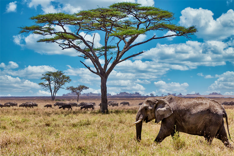 Africa Elephant Photo Background - Wallpaper - Wildlife Elephant Landscape  PSD/JPG/ Free Download