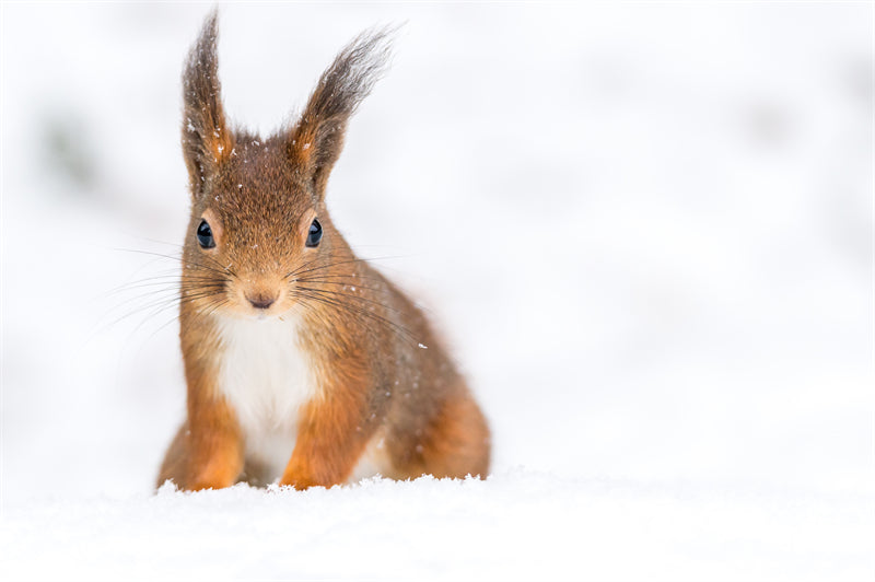 Squirrel photo- Wallpaper Background - Closeup - Portrait wildlife    -  Png/PSD/JPG/ Free Download