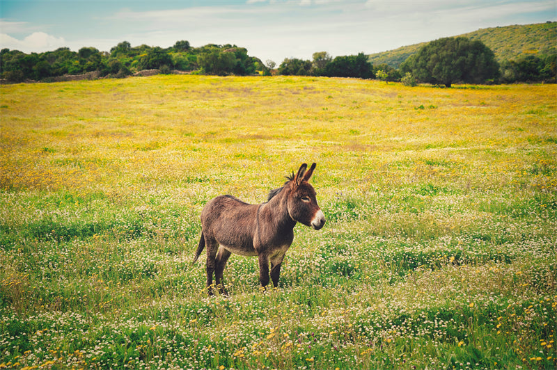 Beautiful Brown Horse - Galloping Horse Closeup - Wallpaper - ISOLATED -  - Wild Nature  -  Png/PSD/JPG/ Free Download