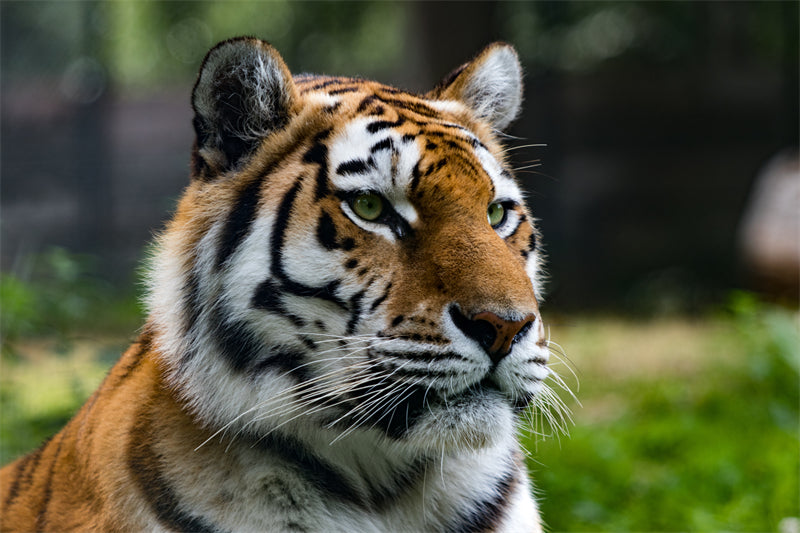 Fond d'écran Tigre - Photo d'arrière-plan - Gros plan - Portrait animalier - Téléchargement gratuit au format Png/PSD/JPG