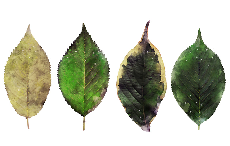 Feuille aquarelle dessinée à la main – Éléments de logo – Vecteur