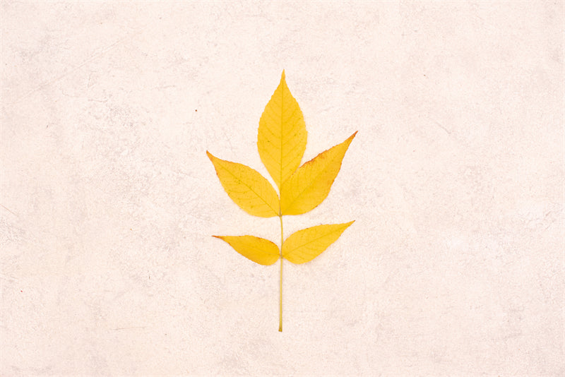 Feuille aquarelle dessinée à la main – Éléments de logo – Vecteur