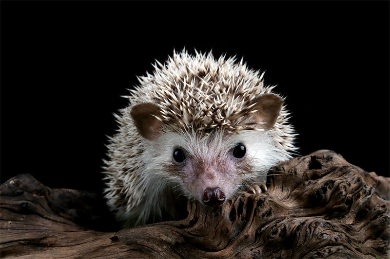 hedgehog scientific name close up -  - ISOLATED - WHITE BACKGROUND - Wild Nature  -  Png/PSD/JPG/ Free Download