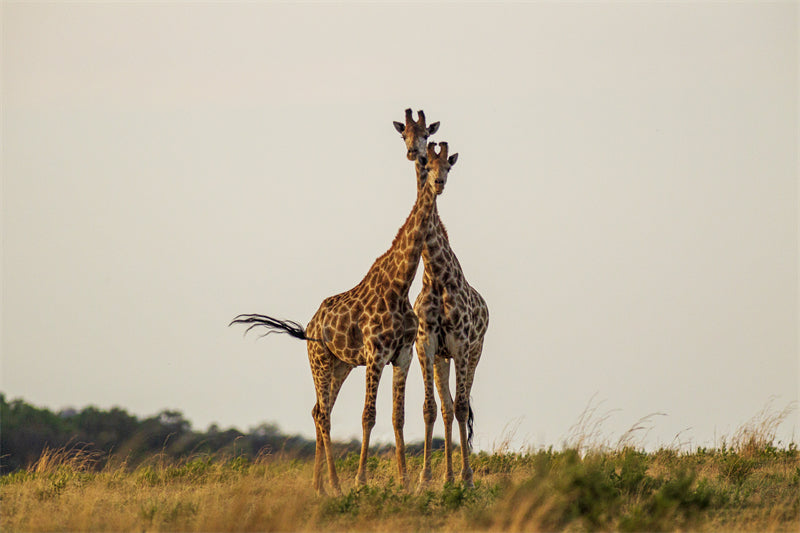 Giraffe Background Photo - Wallpaper - Wildlife Elephant Landscape  PSD/JPG/ Free Download