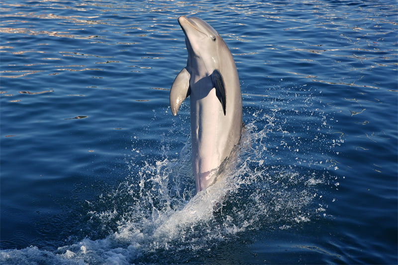 Dauphin sous-marin - Vie en Océanie - Pose de dauphin - Image portrait AI - Spectacle de dauphins - Téléchargement gratuit en PNG/PSD/JPG