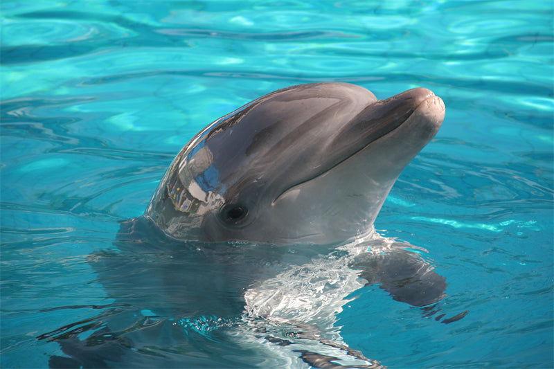 Dauphin sous-marin - Vie en Océanie - Pose de dauphin - Image portrait AI - Spectacle de dauphins - Téléchargement gratuit en PNG/PSD/JPG