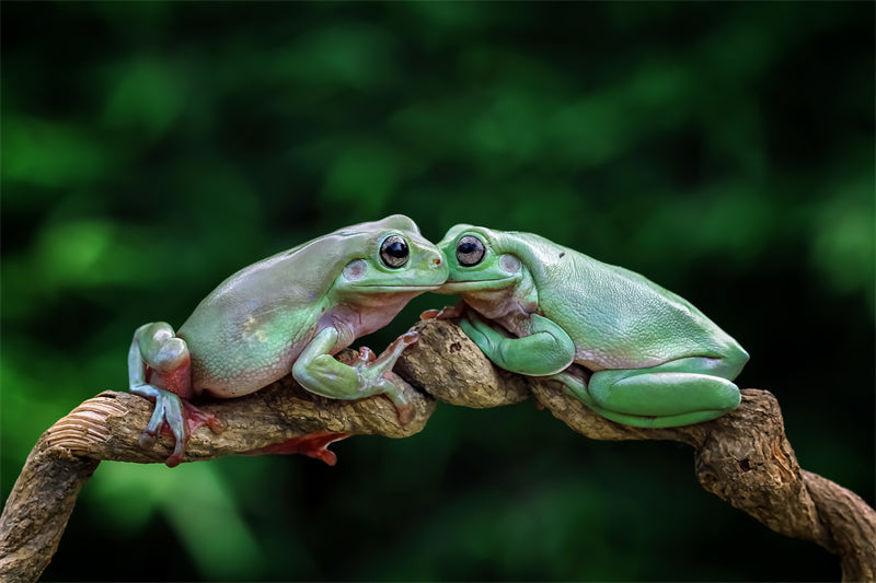 Photo de fond d'écran de grenouille dans la jungle - Paysage animalier avec éléphants - Téléchargement gratuit (PSD/JPG)