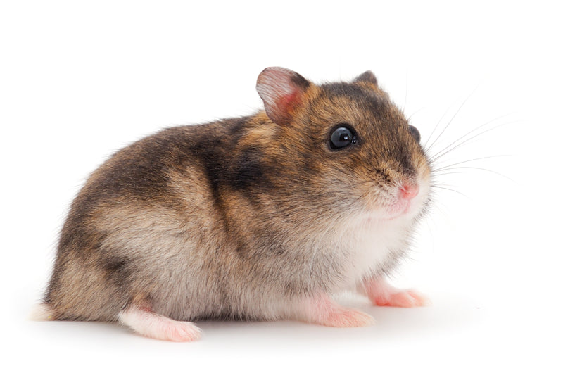 Dwarf Gray Hamster - ISOLATED - WHITE BACKGROUND - Wild Nature  -  Png/PSD/JPG/ Free Download