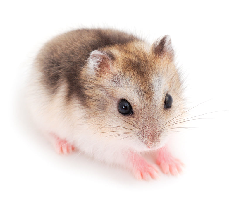 Dwarf Gray Hamster - ISOLATED - WHITE BACKGROUND - Wild Nature  -  Png/PSD/JPG/ Free Download