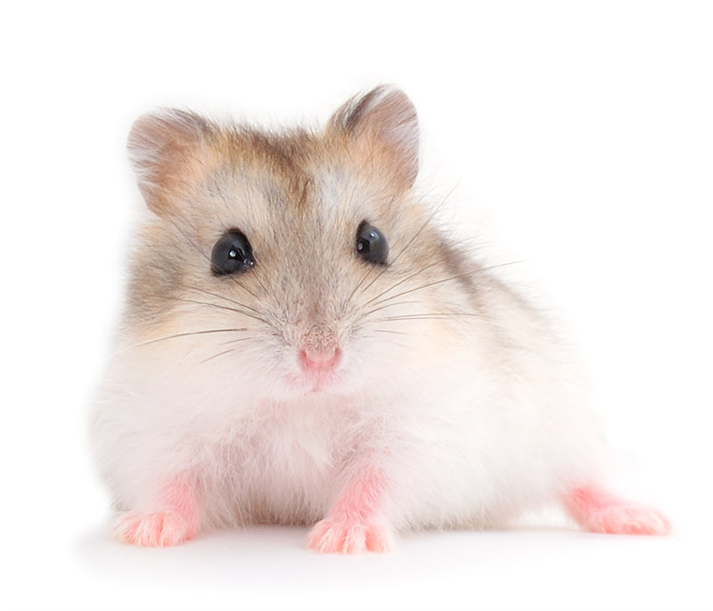 Dwarf Gray Hamster - ISOLATED - WHITE BACKGROUND - Wild Nature  -  Png/PSD/JPG/ Free Download