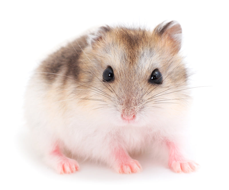 Dwarf Gray Hamster - ISOLATED - WHITE BACKGROUND - Wild Nature  -  Png/PSD/JPG/ Free Download