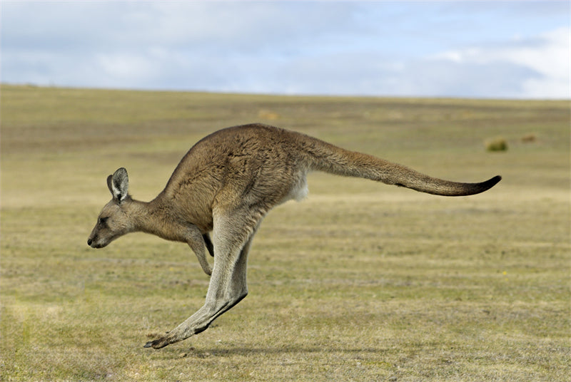 Kangaroo Background Photo - Wallpaper - Wildlife Elephant Landscape PSD/JPG/ Free Download