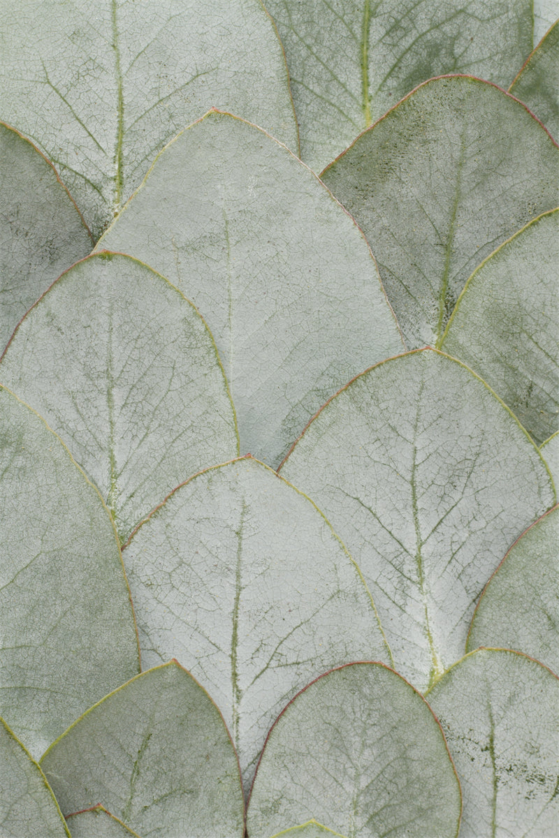 Texture macro élégante des nervures des feuilles - Photo - Fichiers PSD - Téléchargement gratuit