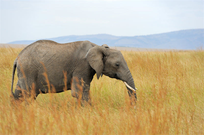 Afric Elepant Wallpaper - Elepant Herb - National Park - Wildness Photo  -  Png/PSD/JPG/ Free Download 