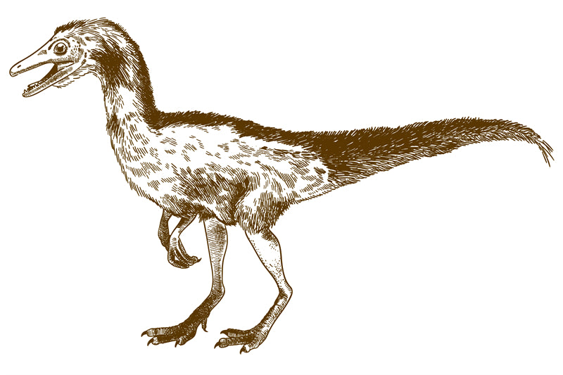 Éléments de dinosaures - Dessin à la main - Vintage - Croquis - Vecteur gratuit